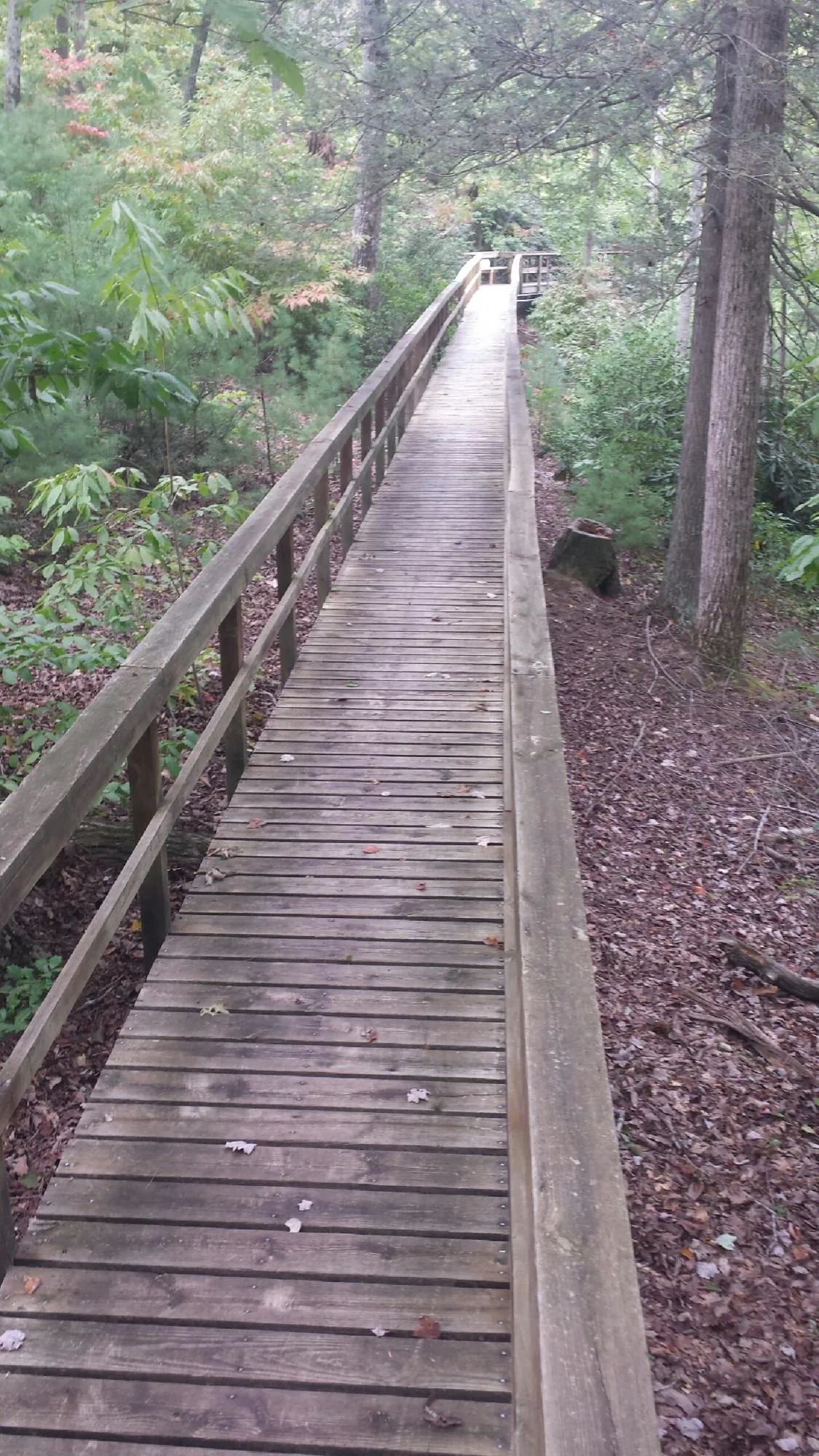 Long wood walkway with handrails built through the woods in Double Springs